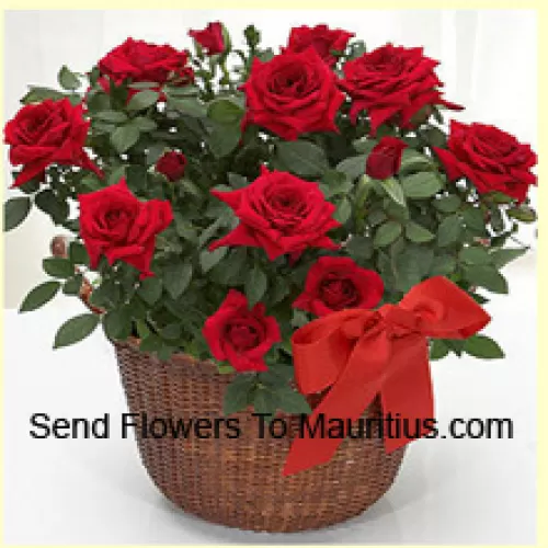 Una bellissima disposizione di 18 rose rosse con riempitivi stagionali