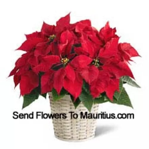 Une poinsettia pimpante, colorée et durable dans un panier. (Veuillez noter que nous nous réservons le droit de substituer tout produit par un produit approprié de valeur égale en cas de non disponibilité d'un certain produit)