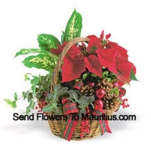 Esta duradera maceta de vacaciones presenta una variedad de resistentes plantas verdes de interior combinadas con un festivo mini poinsettia y adornadas con piñas y detalles. (Tenga en cuenta que nos reservamos el derecho de sustituir cualquier producto por un producto adecuado de igual valor en caso de no disponibilidad de cierto producto)