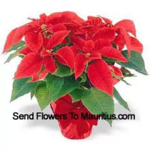 ¡Una tradición navideña en todo el mundo! Las poinsettias son una manera pensativa de decir 'Felices Fiestas' y añaden un toque duradero de color a cualquier decoración (Tenga en cuenta que nos reservamos el derecho de sustituir cualquier producto con un producto adecuado de igual valor en caso de no disponibilidad de cierto producto)