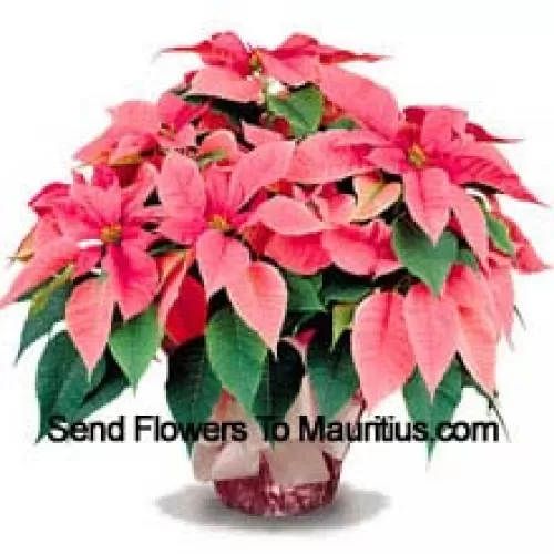 Un favori durable pour la maison ou le bureau, nos poinsettias de haute qualité sont un excellent moyen de dire "Meilleurs vœux de saison" avec style (Veuillez noter que nous nous réservons le droit de substituer tout produit par un produit approprié de valeur égale en cas de non disponibilité d'un certain produit)