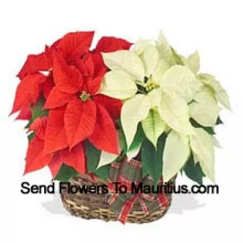 Duas poinsettias coloridas e duradouras combinadas em um cesto para um elegante presente de Natal! Uma é vermelha e a outra é branca, rosa ou outra cor popular. (Por favor, note que reservamos o direito de substituir qualquer produto por um produto adequado de valor igual em caso deindisponibilidade de determinado produto)